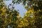 Blossoms of Yellow elder flower in a garden.Common names include Yellow Trumpetbush,Yellow bells,ginger-thomasTecoma stans.