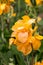 Blossoms of a yellow gladioli in the garden.