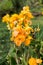 Blossoms of a yellow gladioli in the garden.