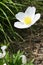 Blosssoming white flower of Snowdrop Anemone plant, latin name Anemonoides Sylvestris