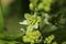 Blossum from the european white hellebore, or white veratrum (Veratrum album)