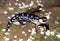 Blotched Blue-tongue Lizard