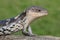 Blotched-blue Tongue Lizard