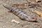 Blotched blue-tongue lizard - Eaglehawk Neck