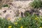 Blotched Blue-Tongued Skink lizard resting on sand dune