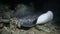 Blotched fantail ray eating in the night. Maldives