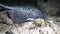 Blotched fantail ray Taeniura meyeni is looking for mollusks, crabs and is eating them in the night in Indian ocean