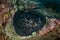 Blotched fantail ray, Taeniura meyeni in tropical deep blue water of Andaman sea