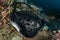 Blotched fantail ray, Taeniura meyeni in tropical deep blue water of Andaman sea