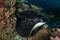 Blotched fantail ray, Taeniura meyeni in tropical deep blue water of Andaman sea