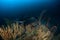 Blotched fantail ray, Taeniura meyeni in tropical deep blue water of Andaman sea