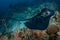 Blotched fantail ray, Taeniura meyeni in tropical deep blue water of Andaman sea