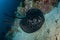 Blotched fantail ray, Taeniura meyeni in tropical deep blue water of Andaman sea