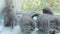 Blotched tabby kittens breed Scottish Fold.