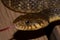 Blotched watersnake