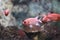 Blotcheye soldierfish