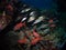 Blotcheye soldierfish, Fury Shoal