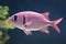 Blotcheye soldierfish (Myripristis berndti)
