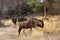 Blou wildebeest in the African bush