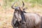 Blou wildebeest in Pilanesberg