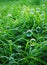 Blow bubbles in green grass