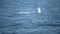 Blow of fin whale, finback whale, common rorqual, herring whale, razorback whale  in Southern Ocean, Antarctica
