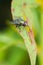 Blow fly; Chrysomya megacephala on leaf