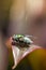 Blow fly; Chrysomya megacephala on leaf