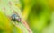 Blow fly; Chrysomya megacephala on leaf