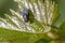 Blow fly on a green leaf