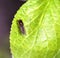 Blow Fly on a leaf