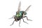 Blow fly species Lucilia caesar
