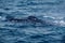 Blow hole of a humpback whale