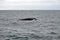 Blow hole of a humpback whale in Machalilla National Park