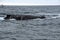 Blow hole of a humpback whale in Machalilla National Park