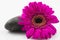 Blow of Single Magenta Gerbera on the stone