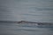 Blow of a sperm whale in the Ligurian sea.