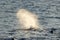 Blow of Sperm Whale at sunset while blowing breath