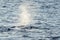 Blow of Sperm Whale at sunset while blowing breath