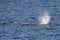 Blow of Sperm Whale at sunset while blowing breath