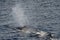 Blow of Sperm Whale at sunset while blowing breath