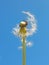 Blowball against blue sky