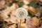 Blowball close up. Dandelion flower with seeds on natural background. Blowball on autumn day. Fall season. Pollen