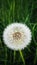 Blowball dandelion