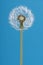 Blowball dandelion on a blue background in a vertical image