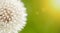 Blowball, dandelion close-up, spring forward, springtime banner