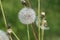 Blowball or dandelion in fascinating macro shot