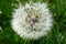 Blowball dandelion flower