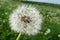 Blowball dandelion flower