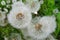 Blowball dandelion flower